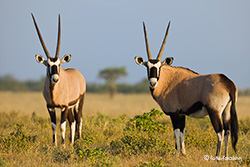 Oryx Antilopen