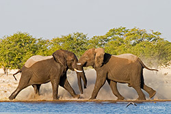Elefanten beim Kräftemessen