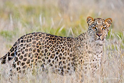 Leopard - sehr selten zu sehen