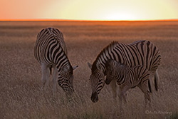 Zebras im Abendlicht