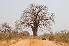 Giant Baobab auf dem Weg
