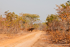Rappenantilopen auf dem Weg zum Matusadonna Nationalpark