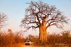 Baobab auf dem Weg
