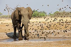 Elefant am Savuti Wasserloch