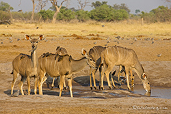 Kudus beim Trinken