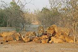 Löwenrudel am Elefantenriss (2003)