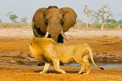 Löwe und Elefant am Wasserloch