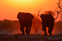 Abendstimmung am Wasserloch
