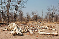 Überreste eines gewilderten Elefanten