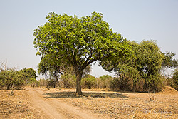 Leberwurstbaum