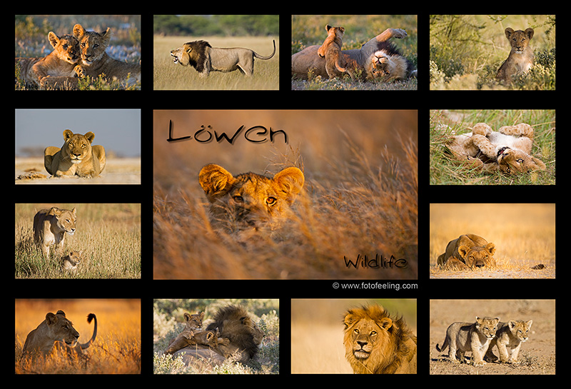 Tierkalender -L&ouml;wen Wildlife