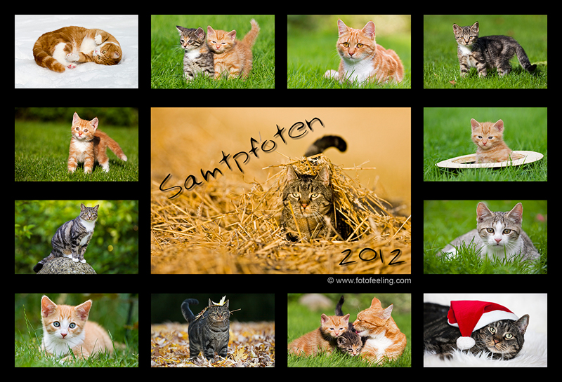 Kalender - Samtpfoten 2012