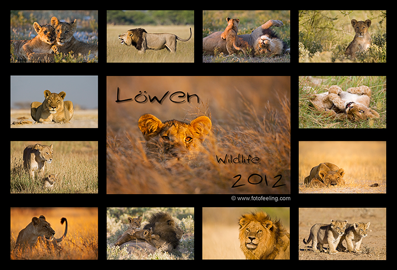 Tierkalender -Löwen Wildlife