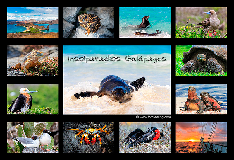Kalender - Galapagos Inseln