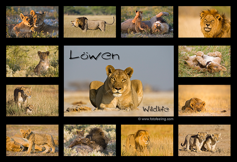 Tierkalender -Löwen Wildlife
