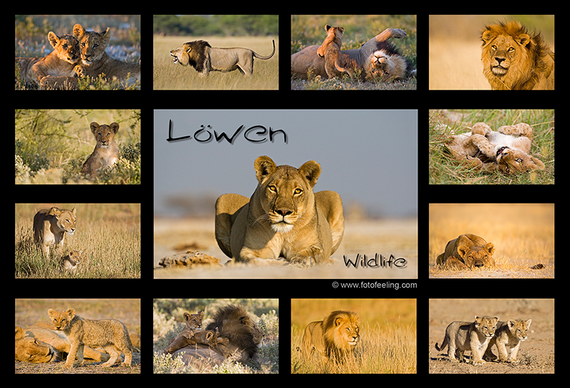 Tierkalender -L&ouml;wen Wildlife