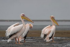 Pelikane in Walfishbay