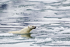 Eisbär beim Schwimmen