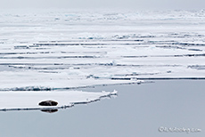 eine Robbe liegt auf dem Eis