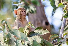 Rhesusaffe (Macaca mulatta), Jim Corbett Nationalpark