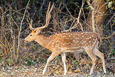 Axishirsch im Jim Corbett Nationalpark