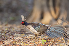 Kalifasan (Lophura leucomelanos), Jim Corbett Nationalpark
