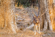 Axishirsch im Jim Corbett Nationalpark