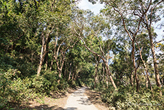 Dichter Urwald im Jim Corbett Nationalpark
