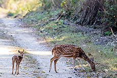 Mutter mit Kietz, Axishirsch im Jim Corbett Nationalpark