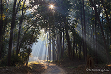 Zauberlicht im Jim Corbett Nationalpark