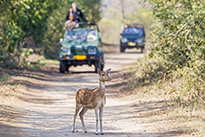 Axishirsch im Jim Corbett Nationalpark