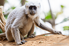 Hanuman-Langur (Semnopithecus), Jim Corbett Nationalpark