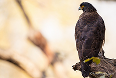 Schlangenweihe (Spilornis cheela), Jim Corbett Nationalpark