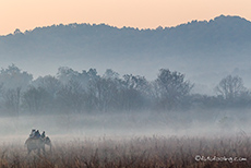 Elefantensafari im Jim Corbett Nationalpark