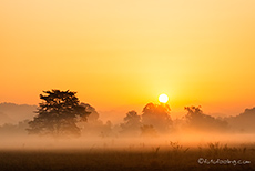 Morgenstimmung im Jim Corbett Nationalpark