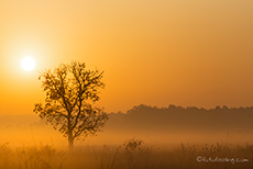 Goldenes Licht und Nebel im Jim Corbett Nationalpark