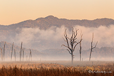 Abgestorbene Bäume, Jim Corbett Nationalpark