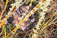 Ängstliches Axishirschkitz, Jim Corbett Nationalpark