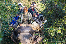 Tigersafari durch den dichten Wald im Jim Corbett Nationalpark