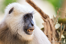 Hanuman-Langur (Semnopithecus), Jim Corbett Nationalpark