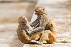Rhesusaffen beim Spielen (Macaca mulatta), Jim Corbett Nationalpark