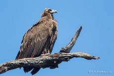 Schwarzgeier, Jim Corbett Nationalpark