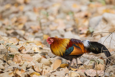 Bankivahuhn (Gallus gallus), Jim Corbett Nationalpark