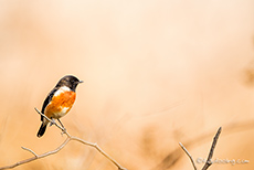 Mattenschmätzer (Saxicola insignis), Jim Corbett Nationalpark
