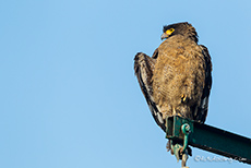 Schlangenweihe (Spilornis cheela), Jim Corbett Nationalpark