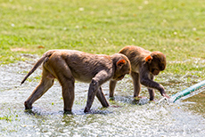 Rhesusäffchen spielen mit dem Wasser