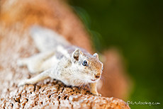 freches Palmenhörnchen