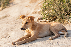 absolut liebe Hunde