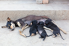 Hündin mit Welpen, Varanasi