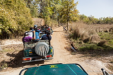 Unsere 1. Tigersafari im Bandhavgarh Nationalpark